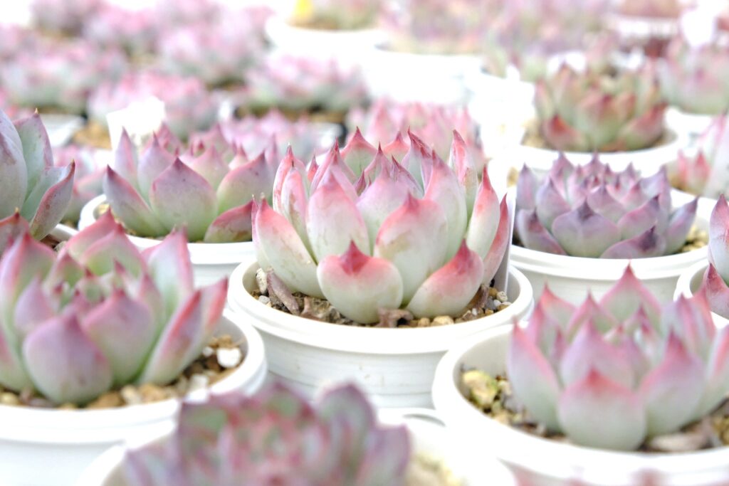 Echeveria chihuahuaensis