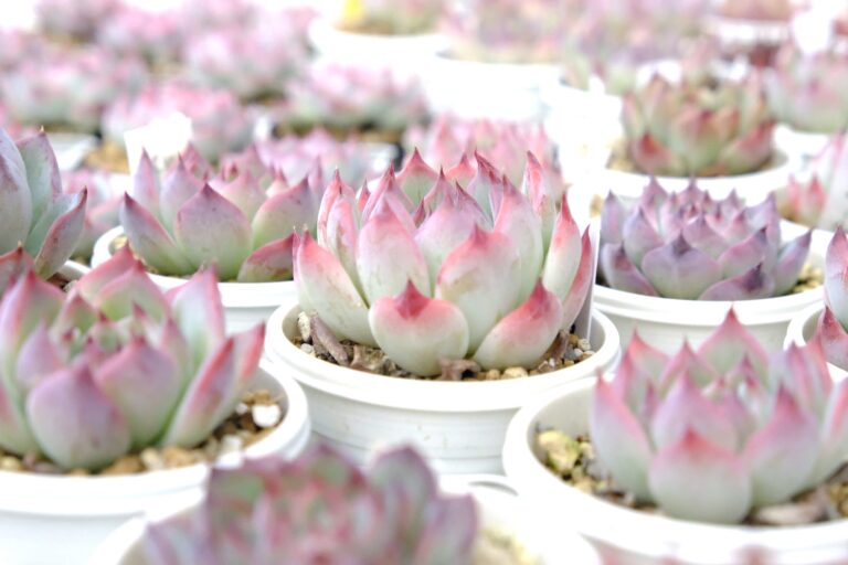 Echeveria chihuahuaensis
