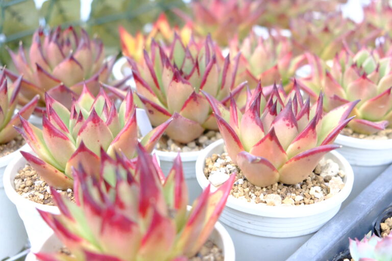 Echeveria agavoides Evony
