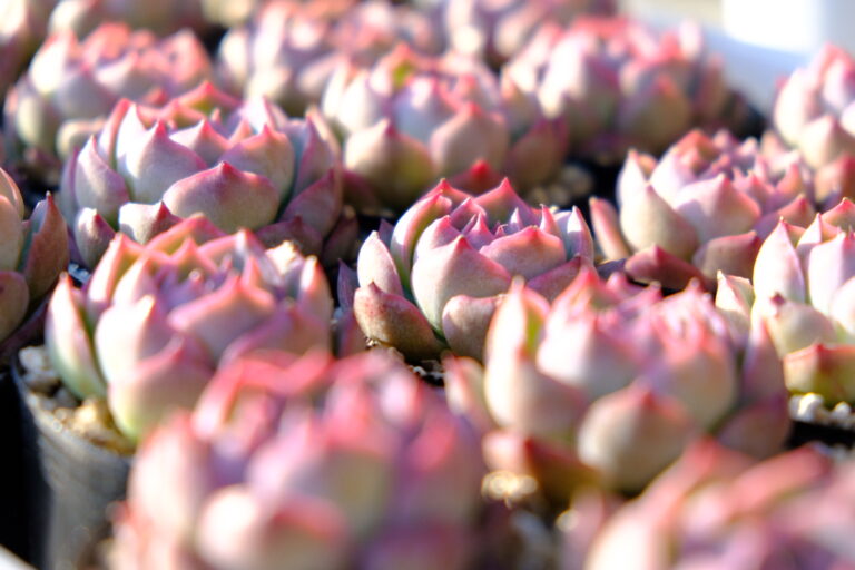 Echeveria