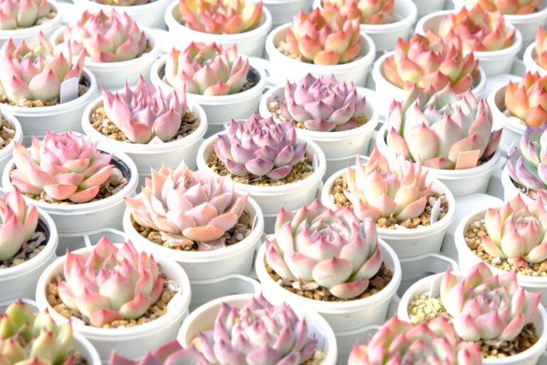 Echeverias