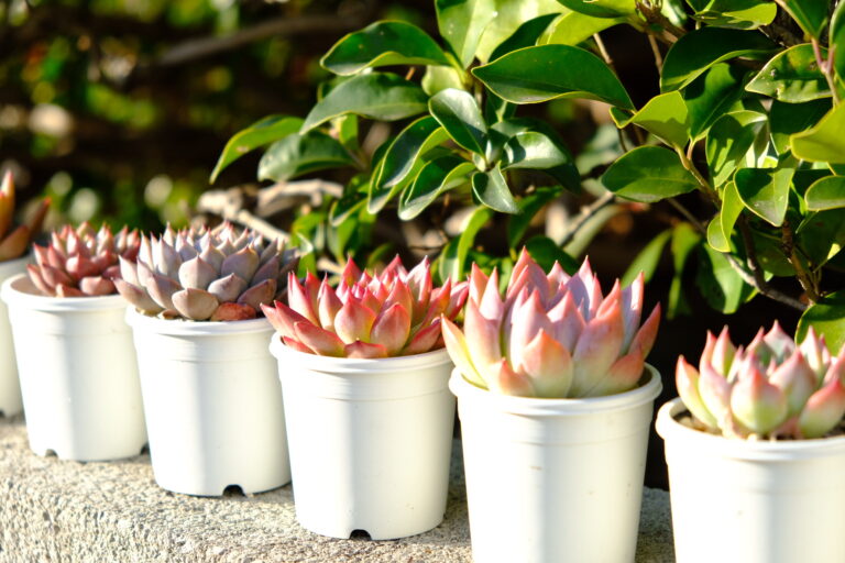 Echeveria
