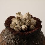 TANE series -蕾種-