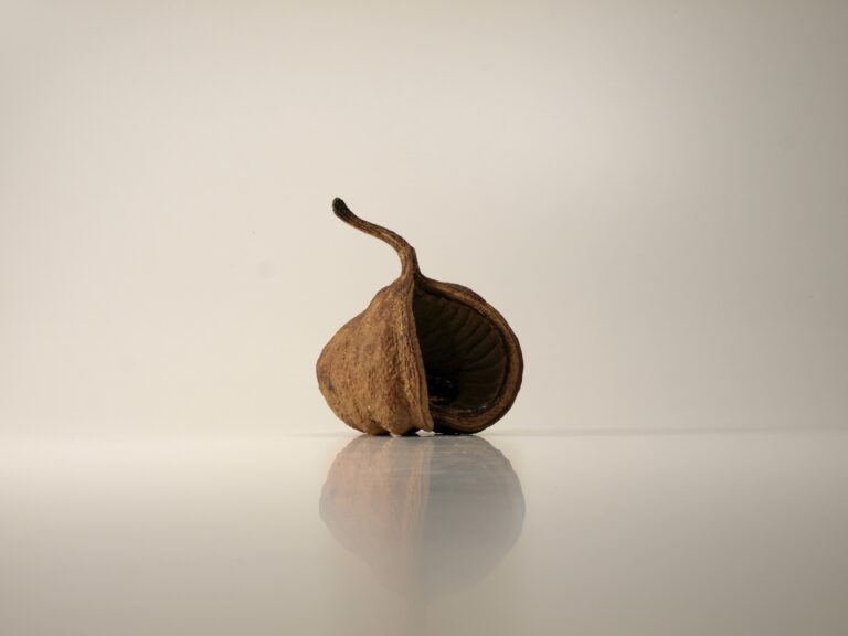 TANE series -零れ種-